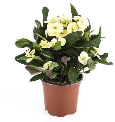 Planta Natural Corona de Espinas Flores Blancas Corona Cristo Euphorbia Milii