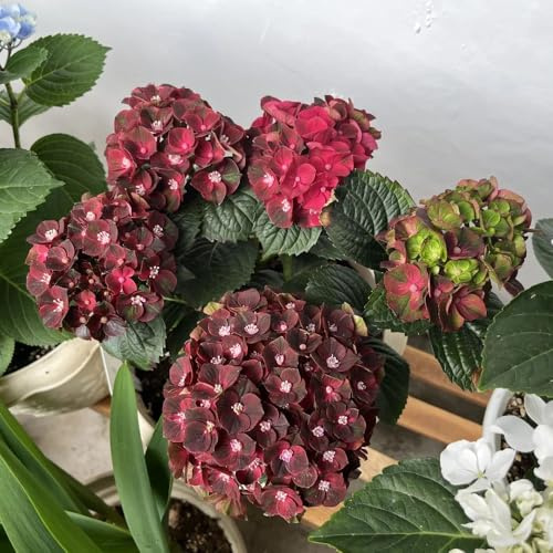 semillas resistentes de hortensias - para balcón hortensia de jardín balcón. 150pcs