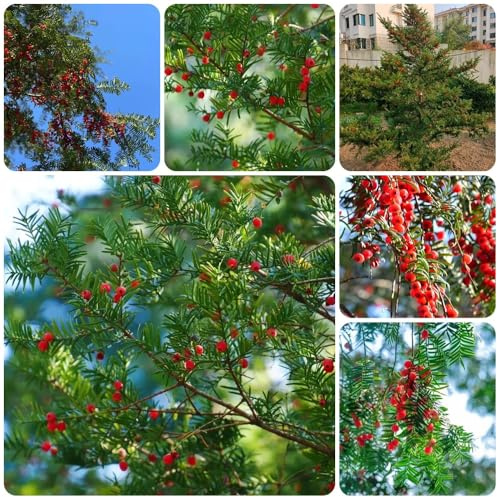 Eibe Taxus Baccata, topfpflanzen draußen winterhart EibeSamen, herbstpflanzen winterharte für garten sträucher pflanzensamen 300Samen