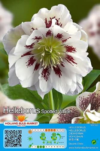 Christrosen : Christrose Schneerose Lenzrose Helleborus  Double Ellen_Spotted White  winterhart 1 Rhizom