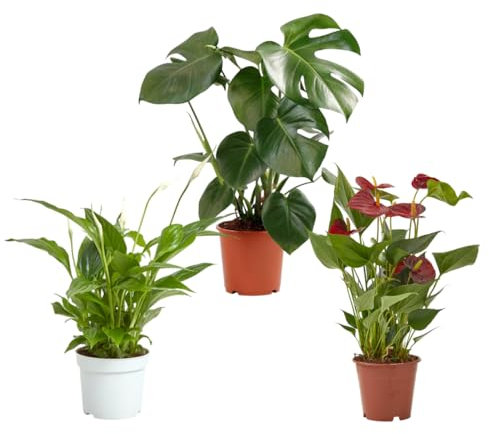 Verdecora Pack Plantas Ornamentales de Interior en mactea Ø13cm: Spathiphyllum, Anthurium Rojo y Monstera | Plantas Elegantes y Purificadoras | Ideal para Hogar u Oficina