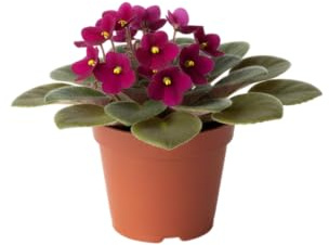 DECOALIVE Violeta Africana Planta Natural Elegante y Decorativa Para Hogar u Oficina