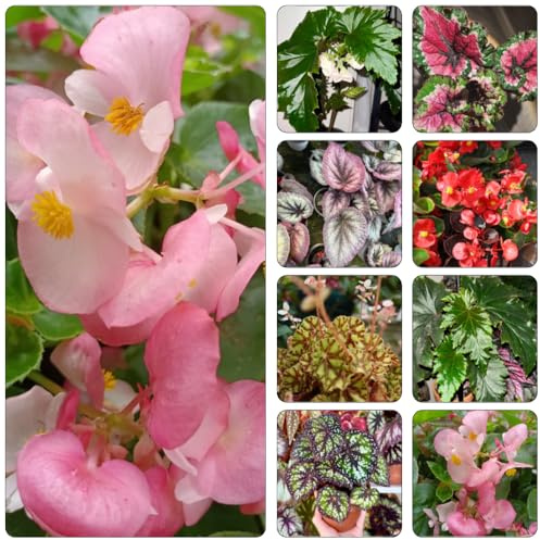 begonien gartenpflanzen kräuterbeet kräutergarten pflanzensamen pflanzendeko wildkräuter winterharte stauden mehrjährig topfpflanzen draußen winterhart zimmerpflanze gartenkräuter 200samen