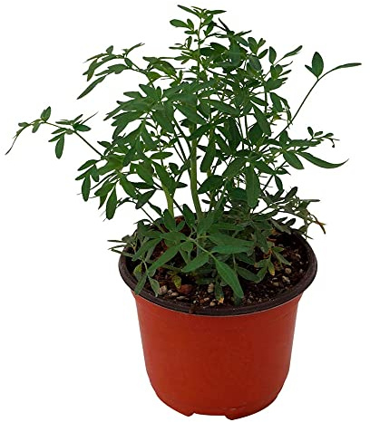 DECOALIVE Ruda Macho Hierba Mágica Planta Natural