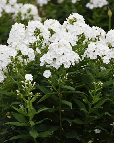Phlox paniculata Luminary® ‘Backlight’ (Summer Phlox)