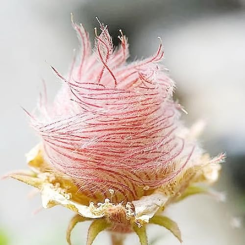semillas de humo de pradera - 20pcs