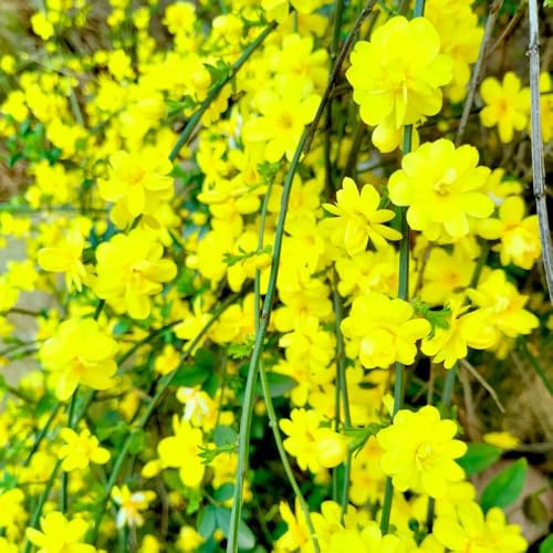Semi di gelsomino invernale, rampicanti resistenti Gelsomino nudiflorum, autunnali per luoghi soleggiati da balcone resistenti 50pcs