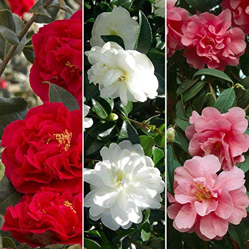 GardenersDream 3 x Mixed Camellia Plants in Pots - Tricolour Flowering Shrubs for Garden - Outdoor Garden Ready Hardy Shrubs - Beautiful Evergreen Outdoor Plants (20-30 cm, incl. 9 cm Pot)