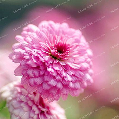 Graines de fleurs de dahlia véritables Bonsaï de jardin à domicile Mini graines de fleurs de dahlia Familles de plantes faciles à cultiver