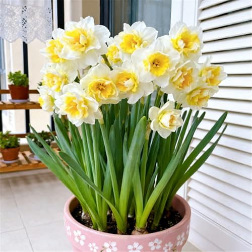 Narcisi resistenti al freddo/Narcisi nani/Interni del giardino-4 PCS-E