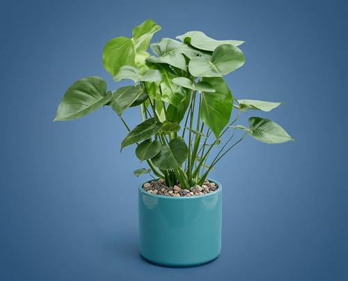 Monstera deliciosa Fensterblatt - Zimmerpflanze mit großen gelochten Blättern - pflegeleichte tropische Kletterpflanze für Einsteiger - im 12 cm Topf, ca. 50 cm