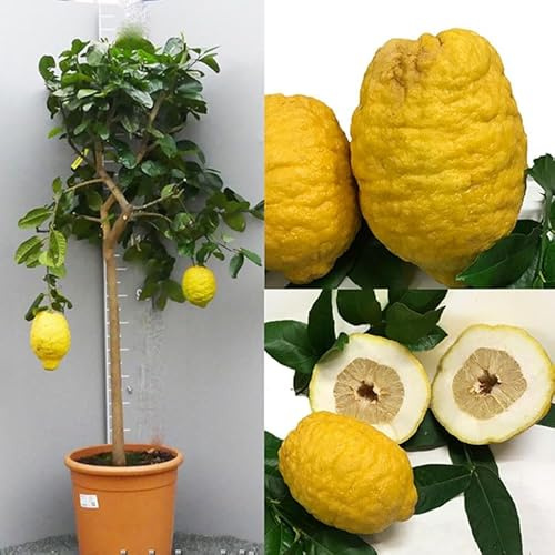 SAVINI VIVAI Zedernpflanze, Riesenzeder, Zitrusbaum im 35 cm Topf, Höhe 150-180 cm, 6-7 Jahre Veredelung, hergestellt in Italien
