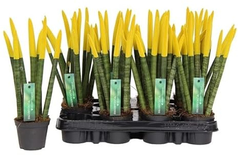 Sansevieria Cylindrica Straight (Gelb) – Spaghetti VELVET TOUCHZ® – 15-20 cm Bogenhanf Zimmerpflanze | Pflegeleicht, Luftreinigend, Dekorativ für Zuhause & Büro