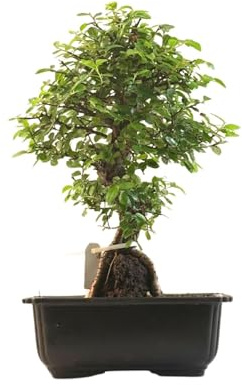 Ulmus parvifolia Bonsai auf Naturfelsen – Japanischer Import – Kunstvoll gewachsener Bonsai in Kunststoffschale – Rarität für Sammler.