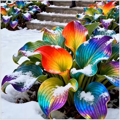 Hosta Mélange de rhizomes vivaces rustiques, caucun arrosage nécessaire, plantation professionnelle, onvient pour le printemps et l'automne-6 Rizoma-E