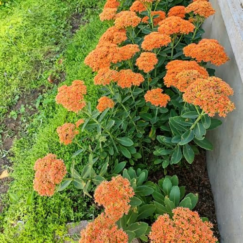 Sedum erythrostictum de balcón originales jardín Decoraciones 70semillas