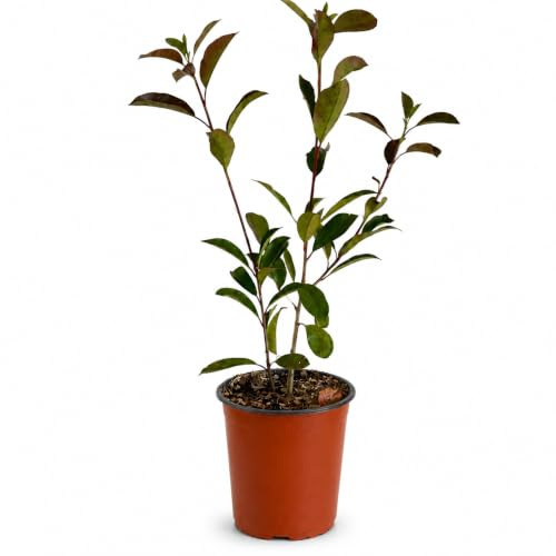 Photinia Red Robin Sempreverde H 50-70 cm | Vaso Ø19 cm | Pianta da Siepe Ornamentale Frangivista |Arbusto Resistente a Crescita Rapida
