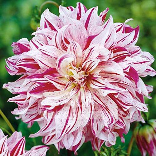 Avignon Dinnerplate Dahlia, Spectacular Flowering Blooming Sized Root/Bulb/Plant