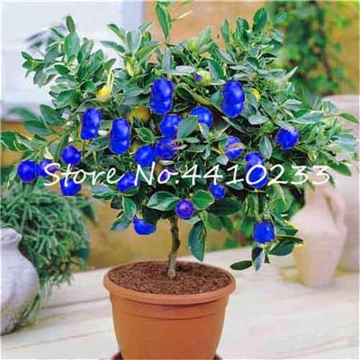 Graines de citron frais à planter en bleu paquet de 100 graines