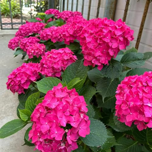 semillas de hortensia - exterior variedades antiguas jardín 180pcs