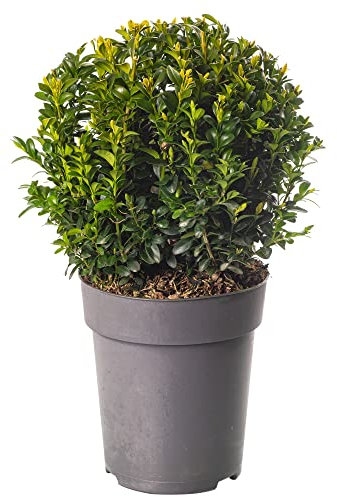 Buxus-Ball-Pflanze 20cm Durchmesser Immergrüner Formschnitt für den Außenbereich im Garten.