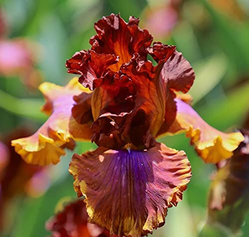 Bulbi di Iris, Iris Germanica, Esotico, Adattabile, Bulbo Di Iride Raro, Iris Bulbi, Esotico, Dea Dell'Arcobaleno-4 Bulbis,b