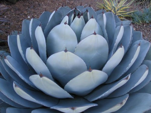 50 Semi Agave parryi Truncata Seltene Sukkulente Carciofo pianta esotica Gartensamen