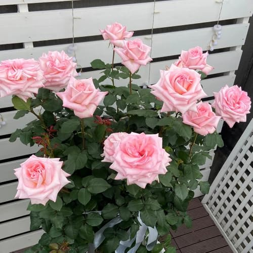 rosesemirampicanti ornamentali per zone soleggiate semi di rosasemiaiuola di selvatici esotici decorative, viti, rampicanti, da giardino roccioso balcone, 650semi