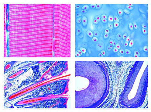 LIEDER Biologie Mikroskopie Mikropräparate Serien: Histologie der Säugetiere (Mammalia), Grundserie, 25 Präparate.