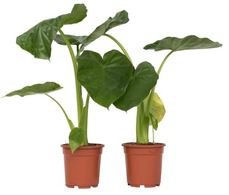Plant in a Box - Alocasia macrorrhiza - 2er Set - Elefantenohr - Pfeilblatt - Zimmerpflanze - Grüne Zimmerpflanzen - Topf 17cm - Höhe 60-70cm