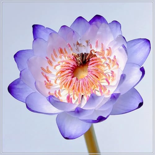 Nenúfares fáciles de cultivar: el loto es adecuado para la decoración del jardín del acuario-60bulbos-I
