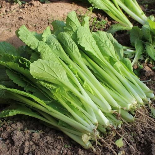 Semillas de pak choi, col con mostaza china de jardín rocas variedades antiguas balcón decoración rara interior exóticas 200pcs