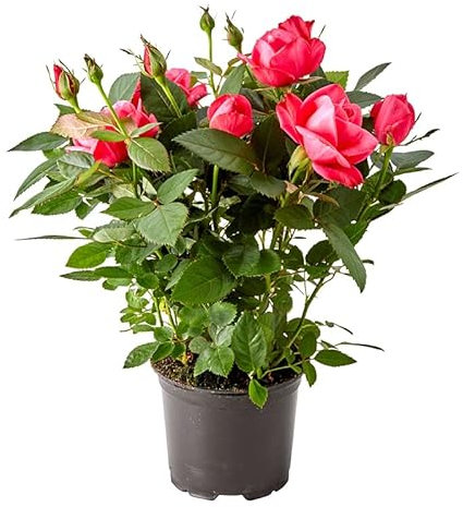 DECOALIVE Rosal Mini Flores Rosa Oscuro Planta Natural con Rosas Rosa Oscuro