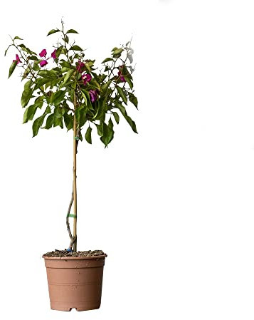 Buganvilla Natural Planta Trepadora Perfecta para los Exteriores del Hogar