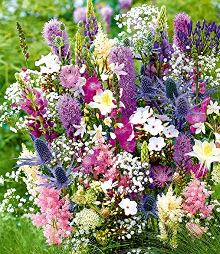 BALDUR Garten 12er Stauden-Mix 'La vie en rose',12 Stück, verbreitet ein romantisches Flair im Garten, filigrane Blüten in zarten Farben, winterharte Prachtstauden für ca. 5 m² Fläche