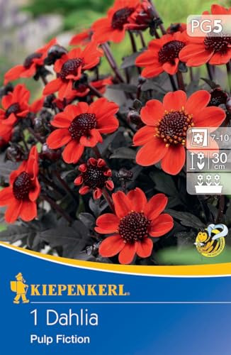 Kiepenkerl Dunkellaubige Beetdahlie 'Pulp Fiction' - Blumenzwiebeln für Farbkontraste im Garten, Frühjahrsblumenzwiebeln, Dahlien Zwiebeln