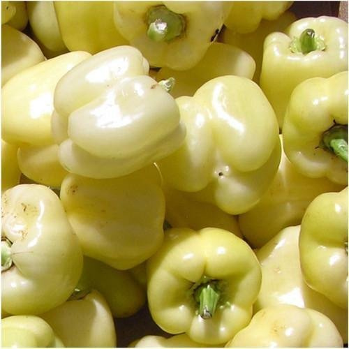 Graines De Poivron Blanc (Capsicum Annuum)