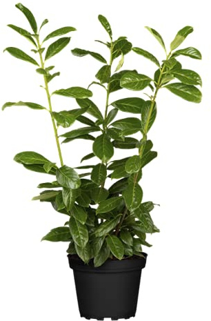 Prunus laurocerasus 'Novita' 40–60 cm, 10er-Set – Winterhart, Immergrün, Pflegeleicht – Kirschlorbeer – Heckenpflanze für Garten & Sichtschutz