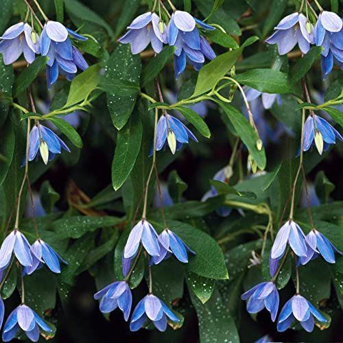 Sollya Heterophylla Bluebell Creeper Evergreen Perennial Flowering Climber Shrub (20-30cm (Incl. Pot))