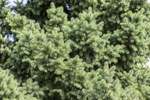Picea abies 40–60 cm – Immergrün, Winterhart, Pflegeleicht – Gemeine Fichte – Heckenpflanze für Garten & Sichtschutz