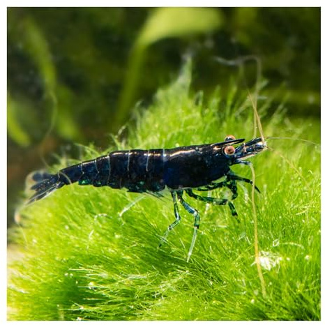 10 x Blaue Zwerggarnele Mix Neocaridina davidi, für Nano-Aquarien | Variabel hell- bis dunkelblau, grünlich oder bräunlich gefärbt; Rückenstrichgarnele, Einsteigergarnele, eigene Nachzuchten