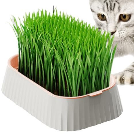 Katzengras-Tablett | Bio-Katzengras-Pflanzgefäß – doppellagige Pflanzwerkzeuge ohne Boden, gesunder Weizengrasanbauer, Haustierbedarf, Kindergartenbox für Zuhause, Garten
