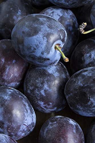 Pianta di prugna o prugne Albero di prugna pianta di prugna età 2 anni pianta vera di prugna o prugne venduta da eGarden.store (Regina D'Italia)