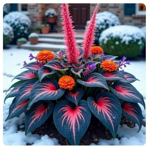 Hostas-Garden Stakes Funkien mehrjährig winterhart-Premium,Perfekt für Grenzen-funkien rhizome mehrjährig-pflegeleicht,Saison-stilvolle Meisterwerke,Streik,-4rhizome-E