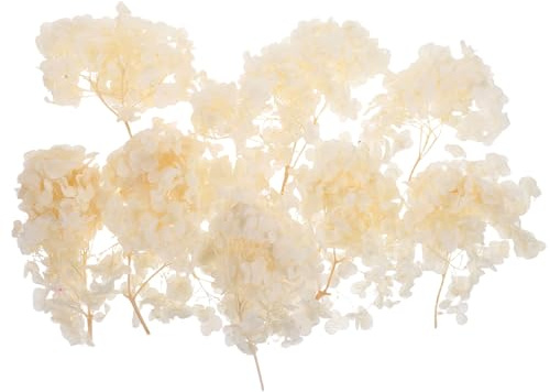 Healeved Pétalos de Hortensia Preservados Color Crema 30g 3 Cajas de 10g para Decoración de Bodas Suministros para Arreglos Naturales y Confeti Floral para Fiestas y Manualidades
