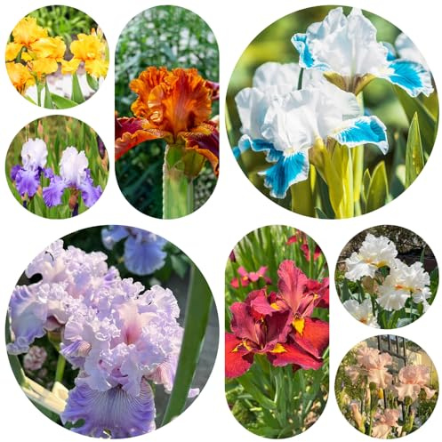 bulbos de iris resistentes, jardín rocas exóticas, decoración 8pcs