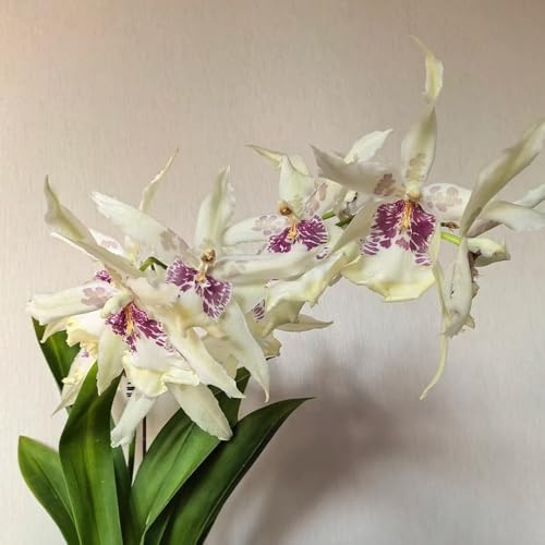 orchidea oncidium, d'appartamento rara Decorazioni giardino per esterni ornamentali per zone soleggiate balcone in vaso 800semi