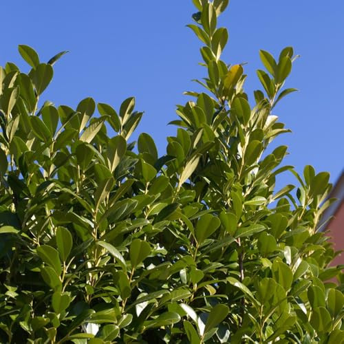 semi di alloro ciliegia, resistenti per il giardino rare da roccioso per balconi 250pcs