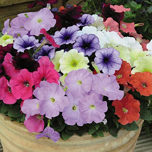 Flowering Plant Petunia Hybrid ‘Frenzy Mixed ’,Half Hardy annuals, 36x Plugs by Thompson and Morgan (36)