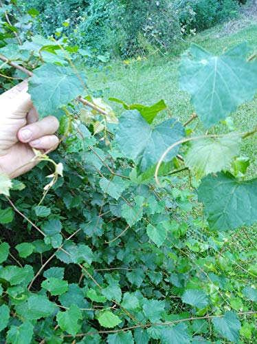 SEMI DI GERMINAZIONE: (10+) ** ** moscato Weinrebe Stecklinge unbewurzelte